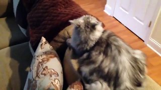 How Cats Talk with their Tail