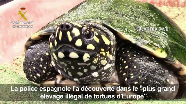 Un élevage illégal de tortues protégées découvert à Majorque
