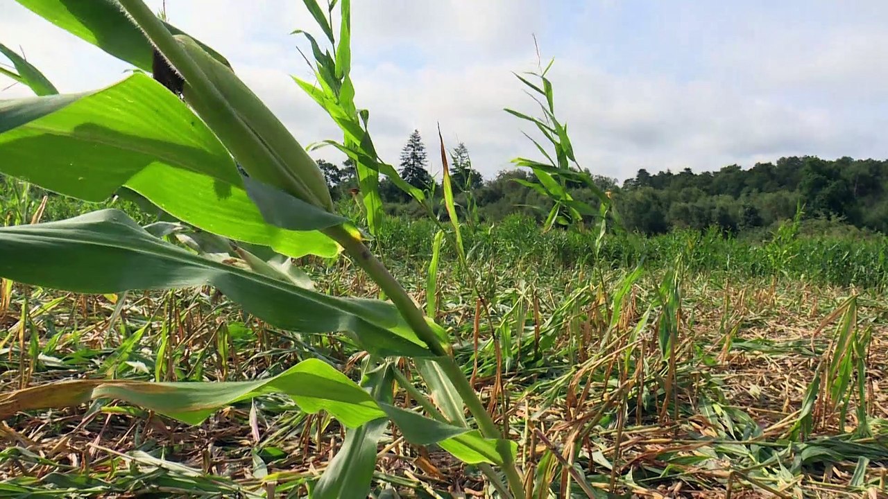 Ille-et-Vilaine : "envahis" par des sangliers "ravageurs", les paysans inquiets