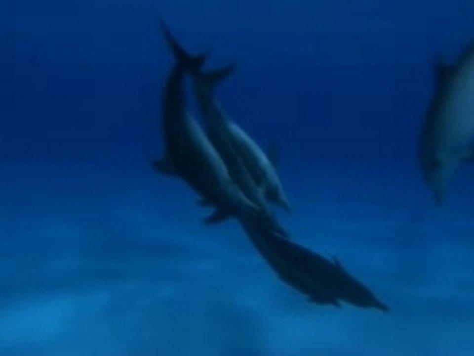 Dauphins et Baleines Trailer