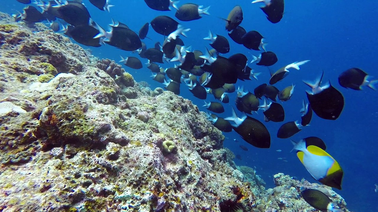 2018 Okinawa Diving