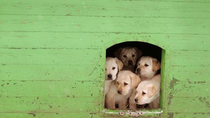 Royaume-Uni : une loi pour protéger chiots et chatons