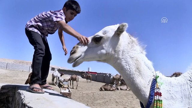 Erbil'deki hayvan pazarında kurbanlık develer satışta