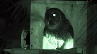 Barred Owl Papa Calls Dec 27, new 4 55 AM (Loud Hootage)