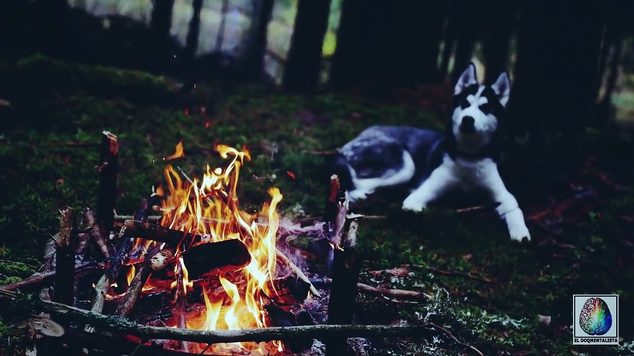 Historia De Terror - EL PERRO PERDIDO - horror cuentos reales leyenda