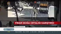 Firari boğa ortalığı karıştırdı