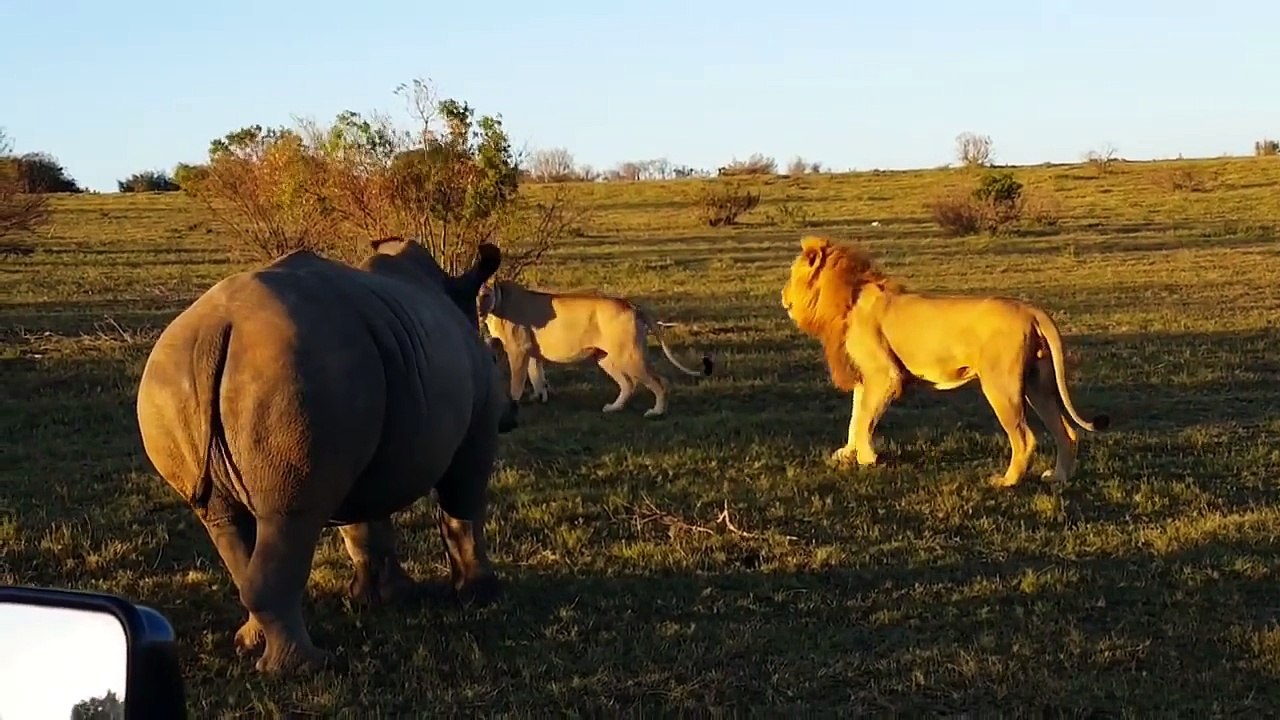 Rhino and lion couple