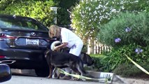 Ben Afflecks Dogs Get Loose In The Street And Paparazzi Come To The Rescue!