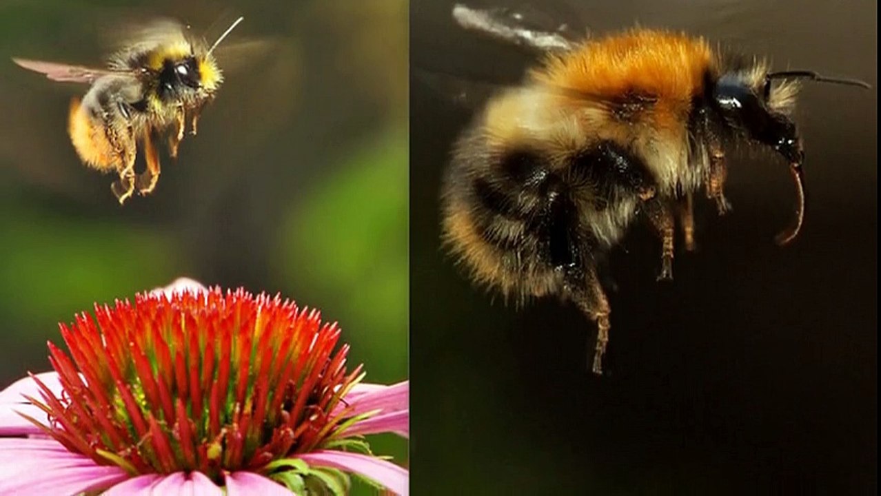 Bumblebee (insect)