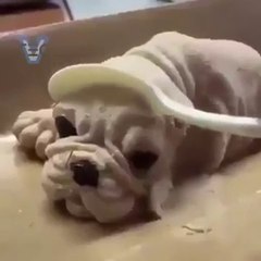 狗狗的心理陰影真大