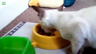 Cats Saying Nom Nom Nom While Eating Compilation 2013 [HD]