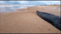 Baleia morre encalhada em Pontal do Ipiranga