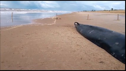 Baleia morre encalhada em Pontal do Ipiranga