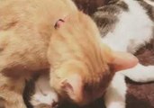 Welcoming Cat Cuddles and Grooms New Rescue Kitten