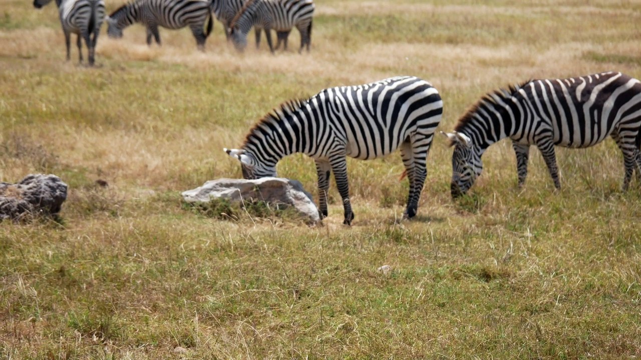 Zèbres du Ngorongoro et du Tarangire
