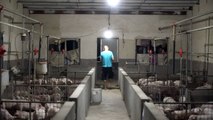 China sacrifica 14.500 cerdos para contener peste porcina