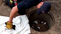 Des pompiers pensent sauver des chiots, mais ils réalisent rapidement que ce ne sont pas du tout des chiens