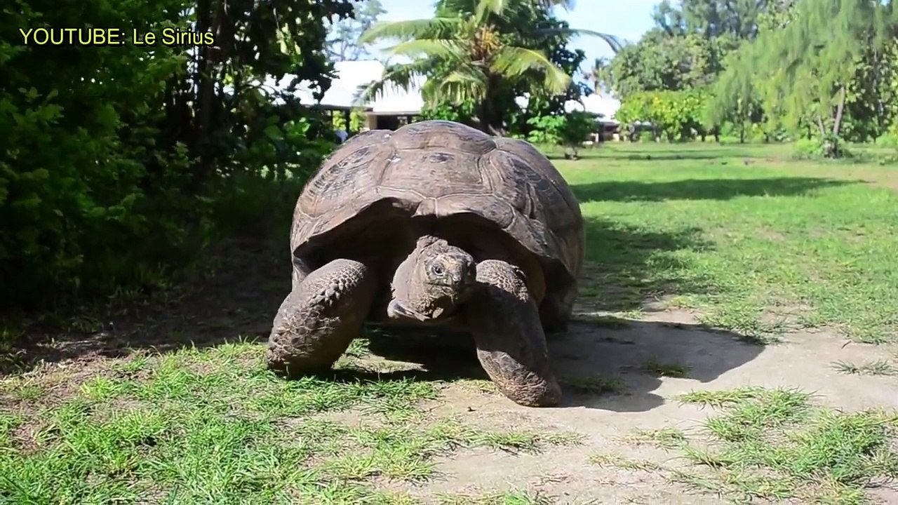Top Animal Physical Abilities & Characteristics