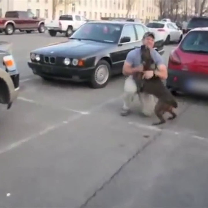 ##Dog's love towards there owner's!!
