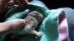 Baby wild rabbit/bunny found outside in 33 degrees. Cute baby animal.see follow up videos