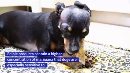 Dogs Are Increasingly Being Poisoned by Marijuana