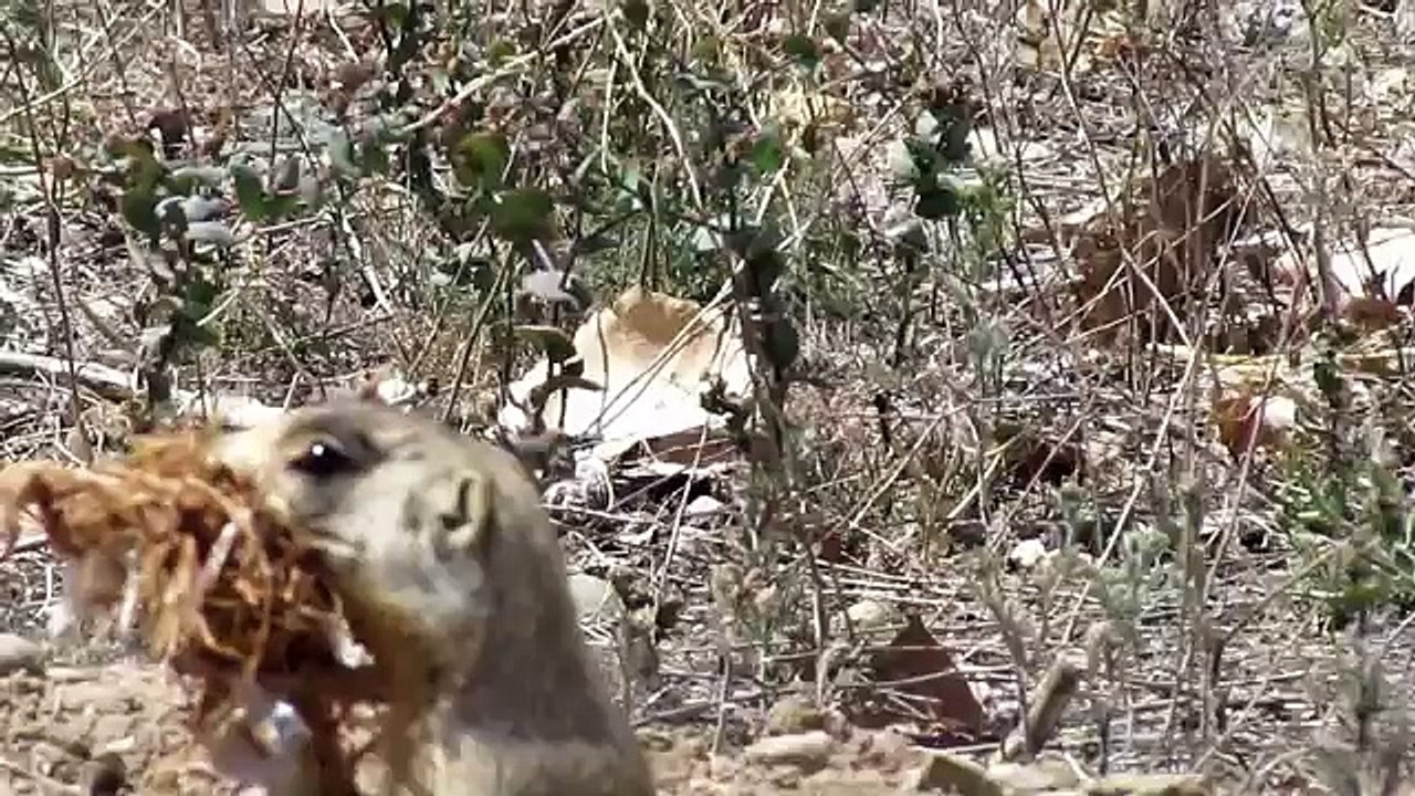 Bald eagle attacked by hawks