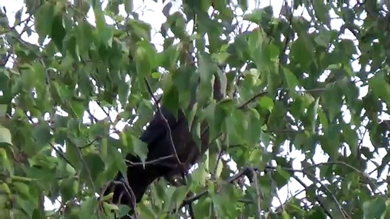 SONY HDR PJ320E [Video Test] 1