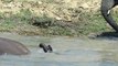 Adorable baby elephants play their hearts out in the water