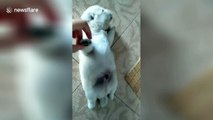 Cute puppy fail: Little pooch gets stuck on its back