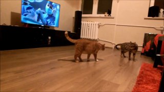 Bengal vs. Fat Ginger Cat
