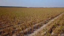 Γερμανία: Αποζημιώσεις στους αγρότες λόγω ξηρασίας