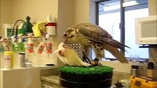 Prairie Falcon Eating A Chicken Wing.
