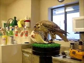 Prairie Falcon Eating A Chicken Wing.