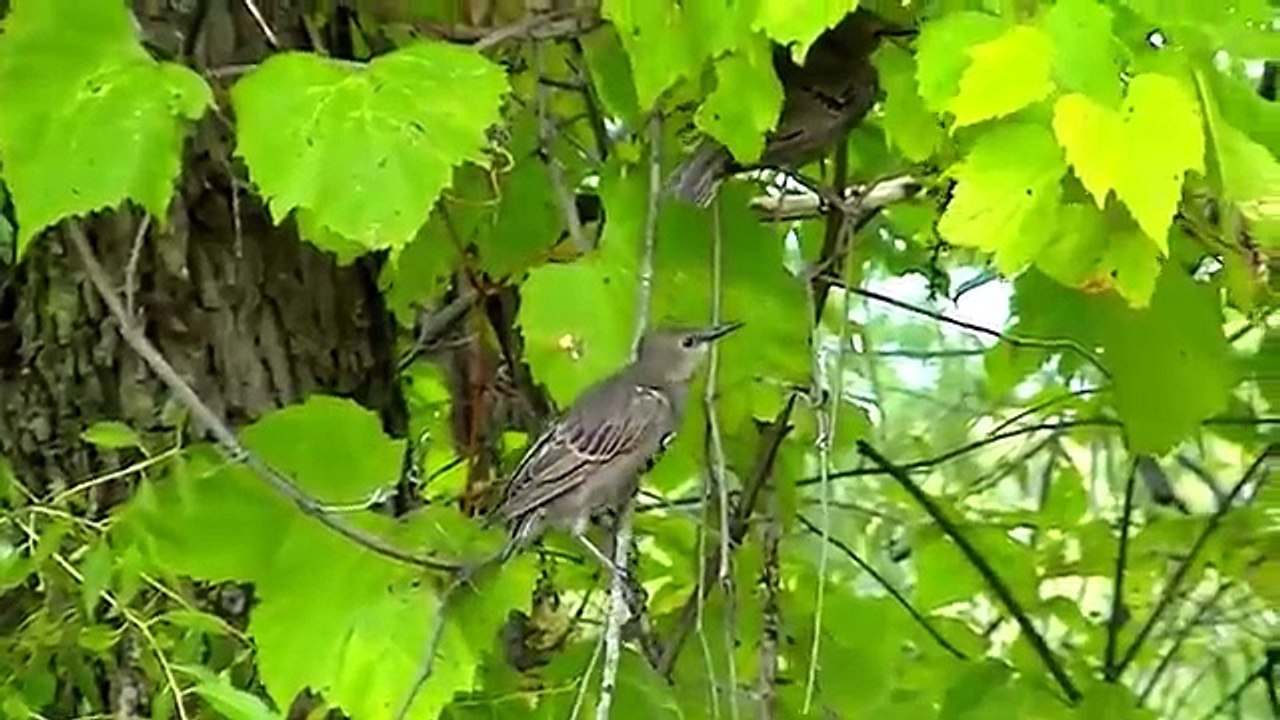 BEST Video For Cats Ever! Birds,Chipmunks, Squirrels, and Rabbits,
