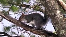 Squirrels Climbing and Jumping on Trees