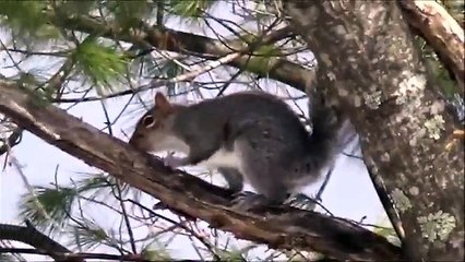 Squirrels Climbing and Jumping on Trees
