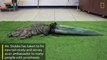 Un alligator sans queue reçoit une prothèse imprimée en 3D