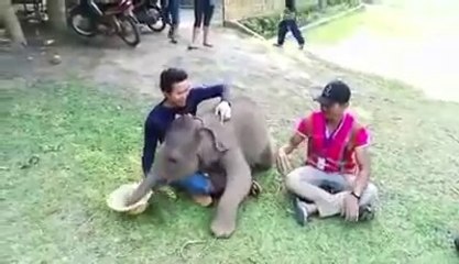 Ce bébé éléphant est ingérable mais tellement adorable