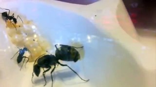 My queen ant laying an egg..