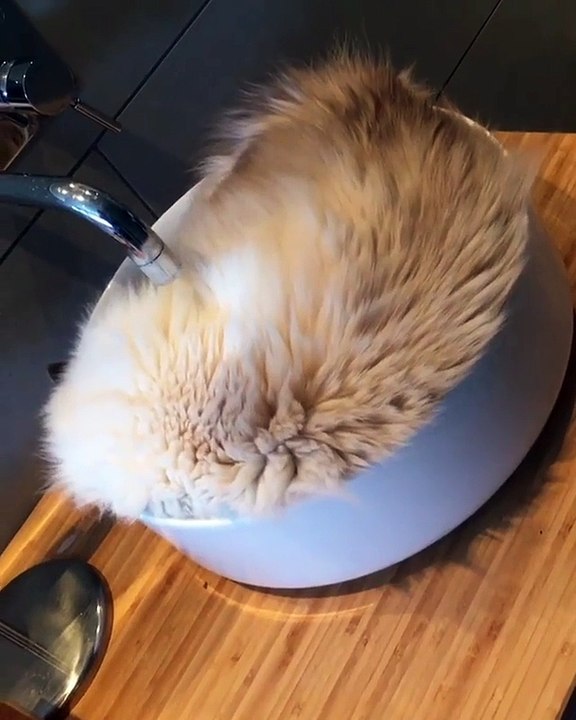 My cat is sleeping in the plate
