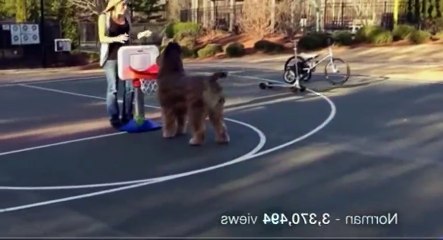 Teach My Pet to Do That S01  E05 E 5