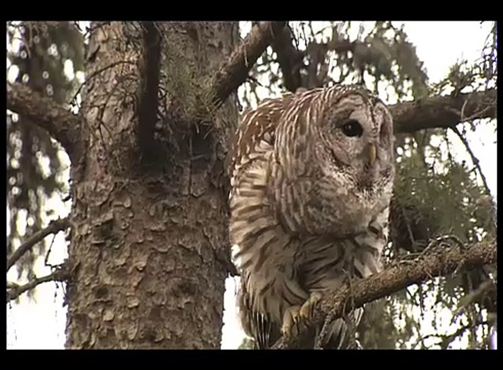 BARRED OWL AMAZING VOCALS!