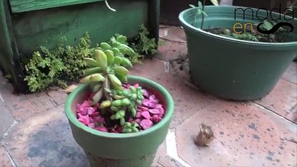 Cómo cuidar las suculentas + Tips básicos | Gardening | Lifestyle