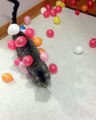 Cat annoyed with static balloons