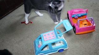 Kitten Drives Toy Car and Causes Trouble
