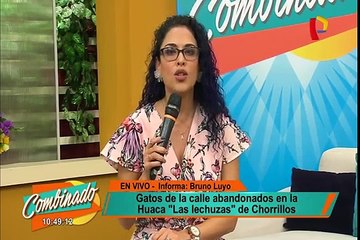 Chorrillos: gatos son abandonados en huaca ‘La Lechuza’