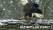 Astonishing video captures the moment Bald Eagle Kills and Eats Duck ! Midwest Minnesota B