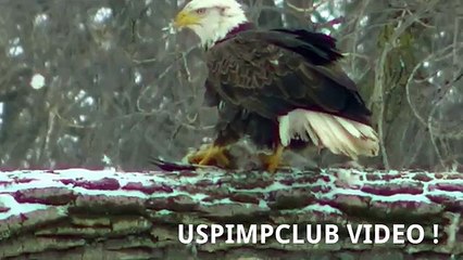 Astonishing video captures the moment Bald Eagle Kills and Eats Duck ! Midwest Minnesota B