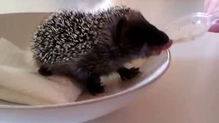 Cute baby hedgehog