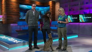 Jumping Serval Cat: Earth Ranger Meghan and Sammy visit Daily Planet